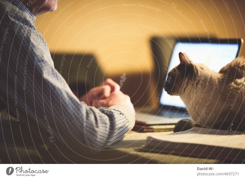 typical cat - looking for closeness - on the table next to the laptop Cat Human being Lie proximity Safety (feeling of) Trust Pet Table Affection Man labour