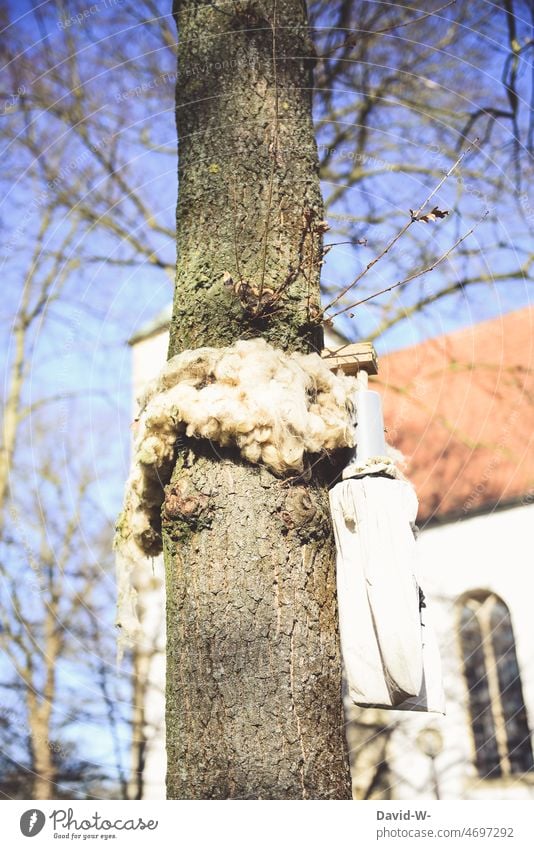 Wool bands / wool rings for controlling oak processionary moths on an oak tree Oak Processionary Moth fight Wool rings Wool ribbons Parasite caterpillars Trap