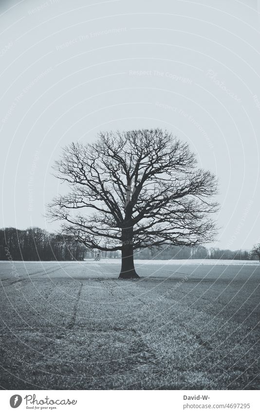 a tree without leaves in winter on a field - gloomy mood Tree Winter Bleak Leafless somber Death depression chill depressing melancholically bleak colourless