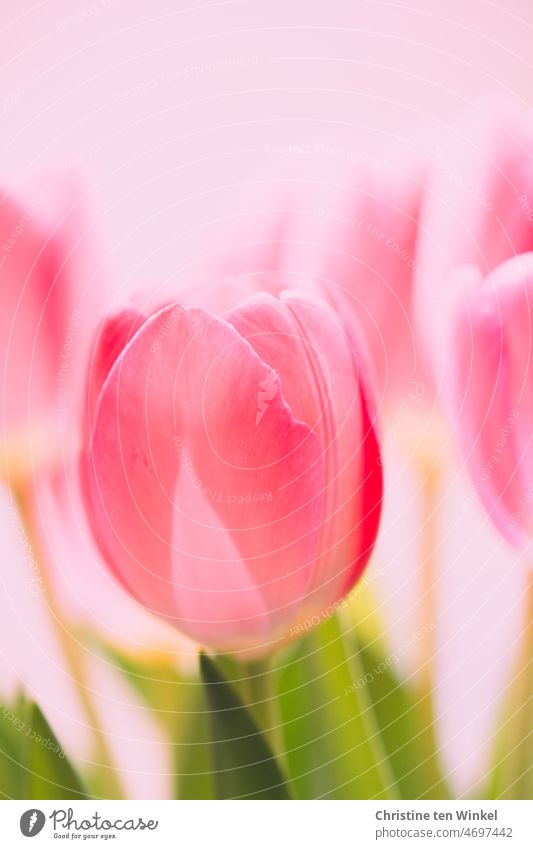 pink tulips Tulip Tulip blossom Flower Spring flower bulb flower Plant Nature Spring fever Spring colours Close-up pretty Shallow depth of field Detail Blossom