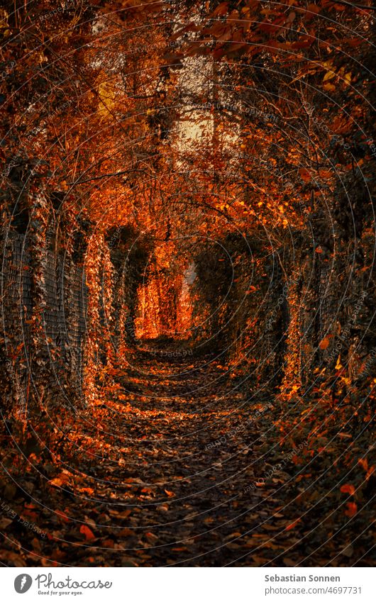 narrow footpath in autumn sunlight Autumn Forest Tree off Holiday season Park Bright foliage Rural Red Plant Nature Light leaves Row Landscape Day Fallen