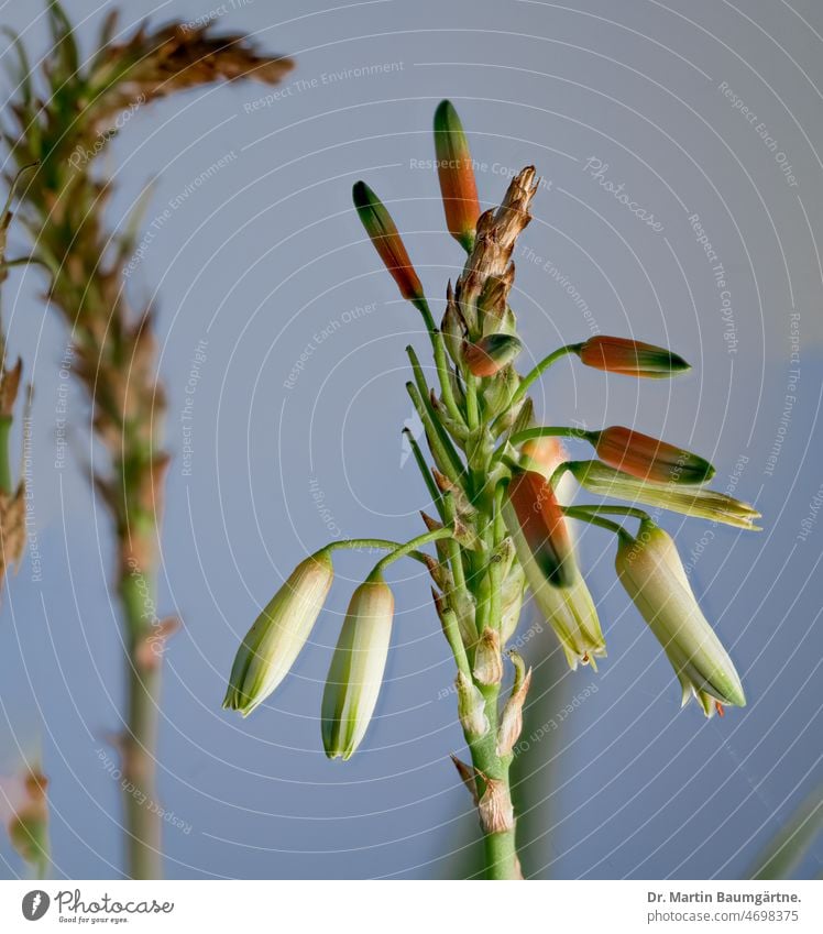 Aloe, variety `Safari Sunrise', inflorescences, partially flowered, garden aloe; considered hardy in Germany Garden Aloe 'Safari Sunrise blossoms cultivar