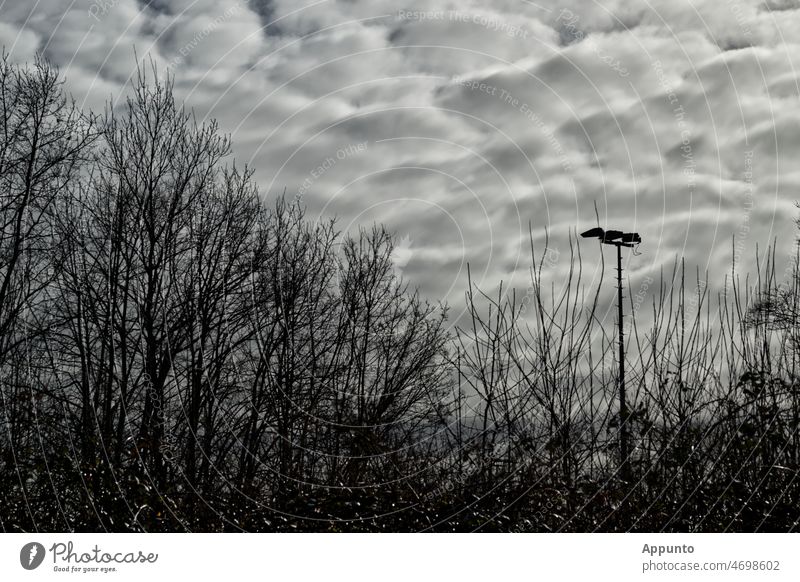 Light gray cloud formation over silhouettes of trees and floodlight spotlight Bushes Nature Forest Floodlight Pole Clouds Sky light grey cloudy Bright Open air