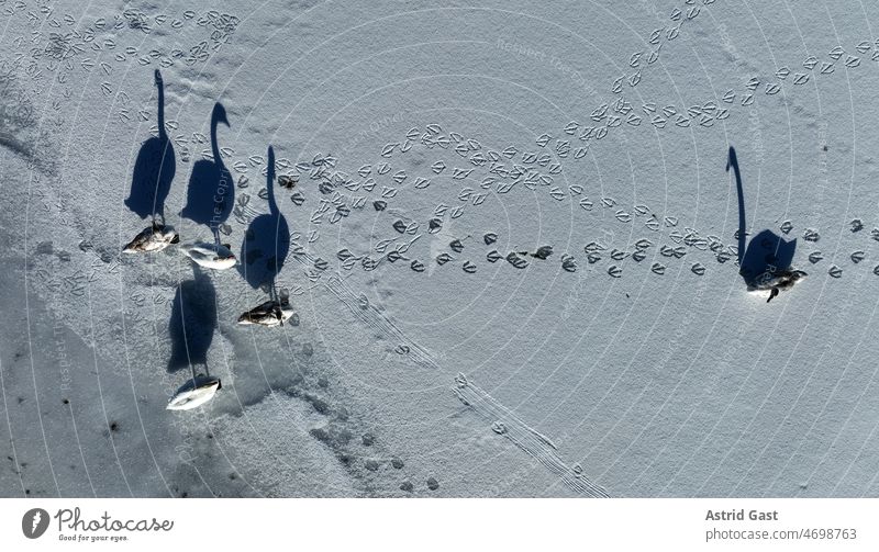 Luftaufnahme mit einer Drohne von fünf Schwänen auf einem zugfrorenem See mit Schatten und Spuren luftaufnahme drohnenfoto schwan schwäne vögel see eis winter