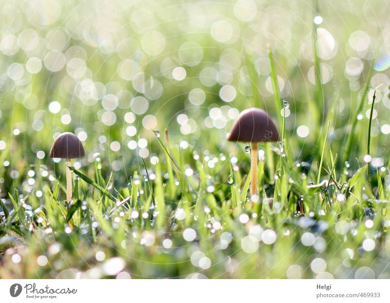 autumnal morning Environment Nature Plant Drops of water Autumn Beautiful weather Grass Mushroom Garden Ornament Point of light Glittering Stand Growth Esthetic