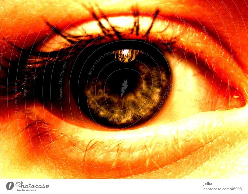I Woman Adults Eyes Blue Eyelash Pupil eye lashes eyelashes ciliary Iris Colour photo