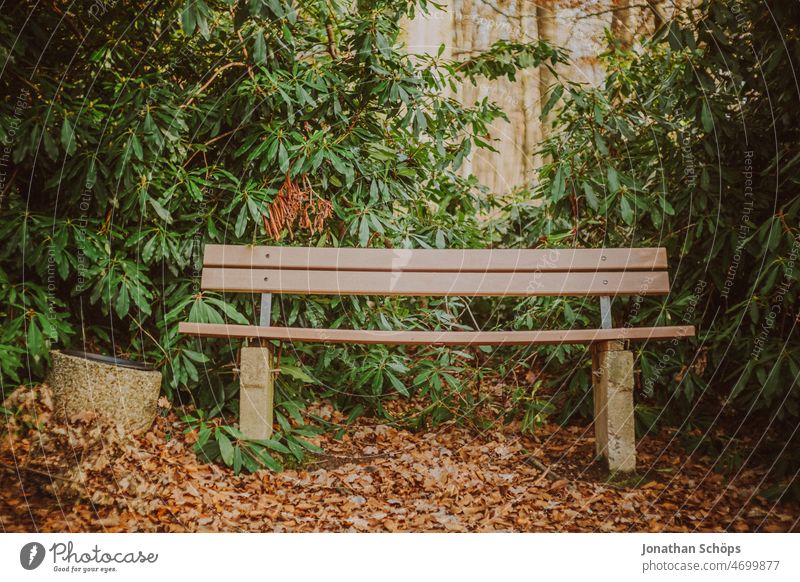Park bench with wastebasket in forest with rhododendron Rhododendrom Forest Analog Retro Lanes & trails To go for a walk out Nature trees Tree Relaxation Autumn