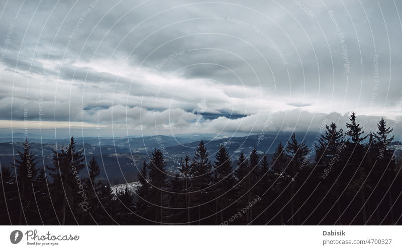 Pine tree forest silhouette with fog mood wood background banner dark amazing december environment firs foggy landscape mist morning mountain mystical nature