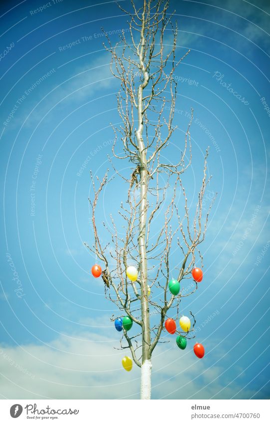 A dozen different colored Easter eggs on the lower part of a bare tree against a blue sky in the sunshine / Easter / Easter decoration varicolored Easter custom