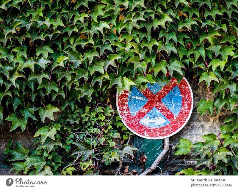 overgrown no stopping sign Old Leaf leaves Botany Nature Plant Plant section symbol Decline Road sign Weathered Vine leaves decay disintegrate weathering Sign