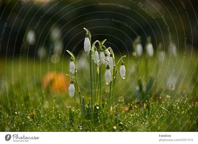 Snowdrops in the morning dew. For me the most beautiful messengers of spring. They show that soon everything will bloom and green again splendidly. Spring