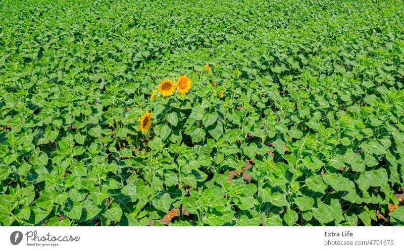 Aerial view first blooming in field of sunflower Above Agricultural Agriculture Agronomy Bloom Blooming Blossom Cereal Country Crop Cultivated Earlier Early