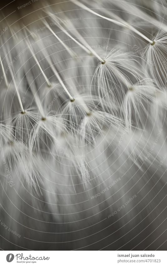 beautiful white dandelion flower seed in springtime plant floral garden nature natural decorative decoration abstract textured soft softness background romantic