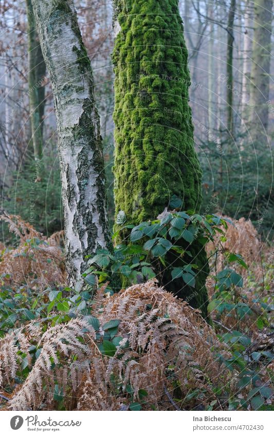 A tree trunk completely covered with green moss, a thinner tree trunk with very light bark, a blackberry plant and dry fern. Moss Tree trunk Fern coin part