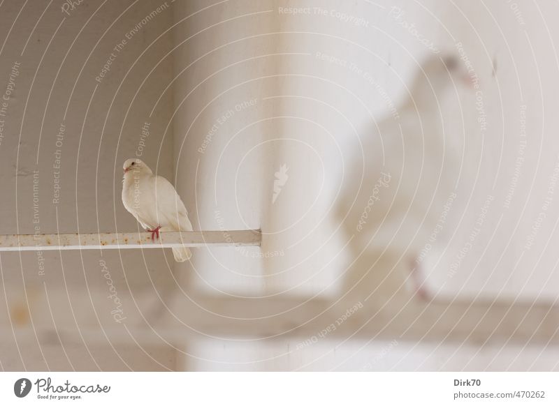 pigeon duo Wall (barrier) Wall (building) Animal Wild animal Bird Pigeon House Dove Albino 2 Rod Metal Rust Dove of peace Observe Crouch Looking Sit Esthetic