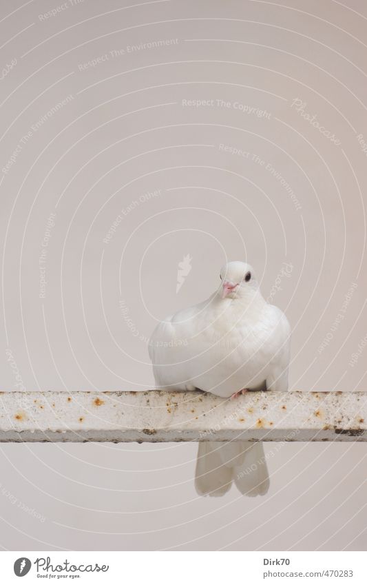 Peace dove, exhausted? Animal Wild animal Bird Pigeon House Dove 1 Rod Steel Rust Dove of peace Observe Relaxation Crouch Sit Wait Esthetic Simple Friendliness