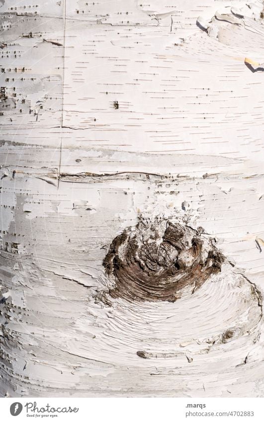 birch Birch tree bark Tree Tree bark Tree trunk Nature Pattern texture Birch bark Plant Forest Wood structure White naturally Close-up