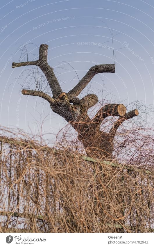 pruning Tree cut prune Wood Nature Cut Garden Plant Log Timber Forest Firewood Lumberjack Environment Tree trunk Material naturally Forestry Brown Raw Pink
