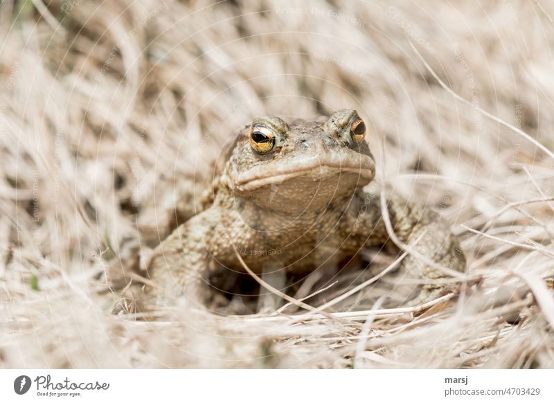 Common toad after hibernation. Well camouflaged in dead grass. bufonidae Animal Painted frog Wild animal 1 eyeball to eyeball Opposite Observe Amphibian