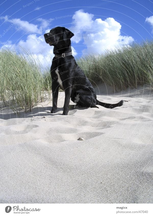 KingOfTheBeach Dog Clouds Ocean Labrador Netherlands Animal Sand Beach dune Sky black dog Blue North Sea Shadow