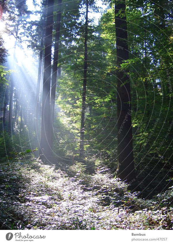 sunrays Forest Tree Tree trunk Green Leaf Autumn Bushes Light Sun Lighting