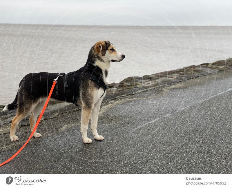 magnificent male. Dog Dog lead Dog's head dogs Animal Pet Animal portrait Exterior shot Colour photo 1 Animal face Pelt Day Black Nose Snout Animal protection