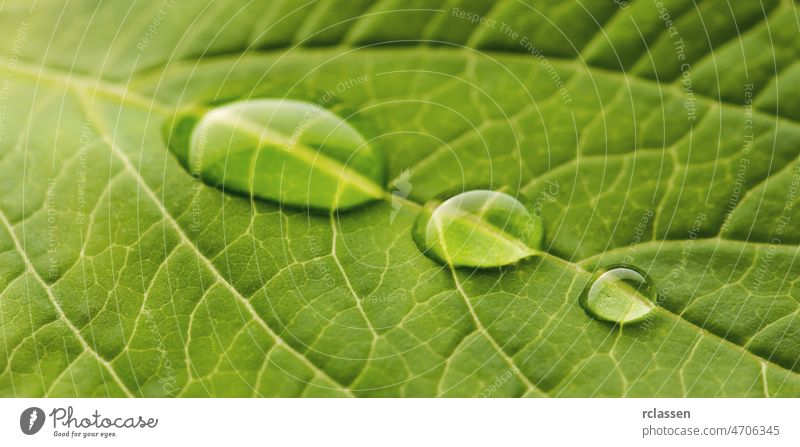 green nature leaf with drops veins tree sheet Leaf surface Botany background network ecology plant photosynthesis summer structure symmetry texture
