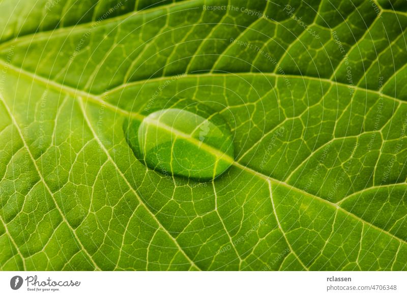drop of water on a leaf veins tree sheet Leaf surface Botany green background nature network ecology plant photosynthesis summer structure symmetry texture