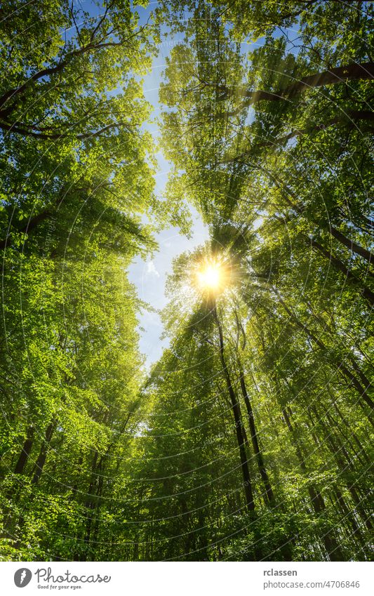 Sun shining through treetop leaves foliage light sun sunshine rays Forest nature environment Treetop summer spring bole botany Trees flora forestry ecosystem