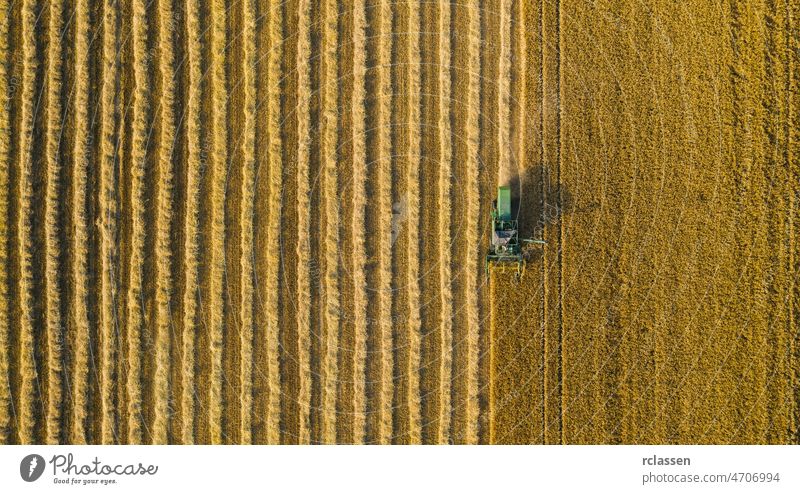 Combine harvester of an agricultural machine collects ripe golden wheat on the field. Drone Shot. copyspace for your individual text corn agriculture aerial