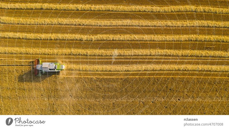 Harvesting wheat in autumn Aerial top view, drone shot harvest corn field agriculture aerial seed background above cereal combine corp country countryside crop