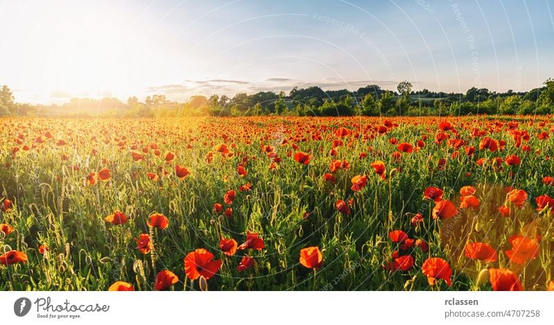 Landscape with nice sunset over poppy field panorma france background banner beautiful sunrays beauty bloom blossom blue clouds color countryside district
