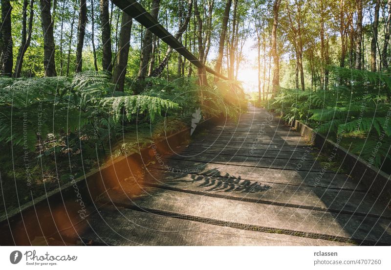 path in to the forest covered ferns and sunlight, at summer evening sunbeam landscape nature bridge green woodland sunny boardwalk atmosphere back light walkway
