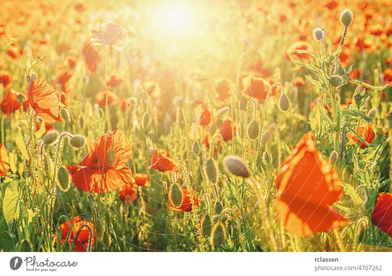Poppy flowers field in spring at sunset poppy france background banner beautiful sunrays beauty bloom blossom blue clouds color countryside district europe
