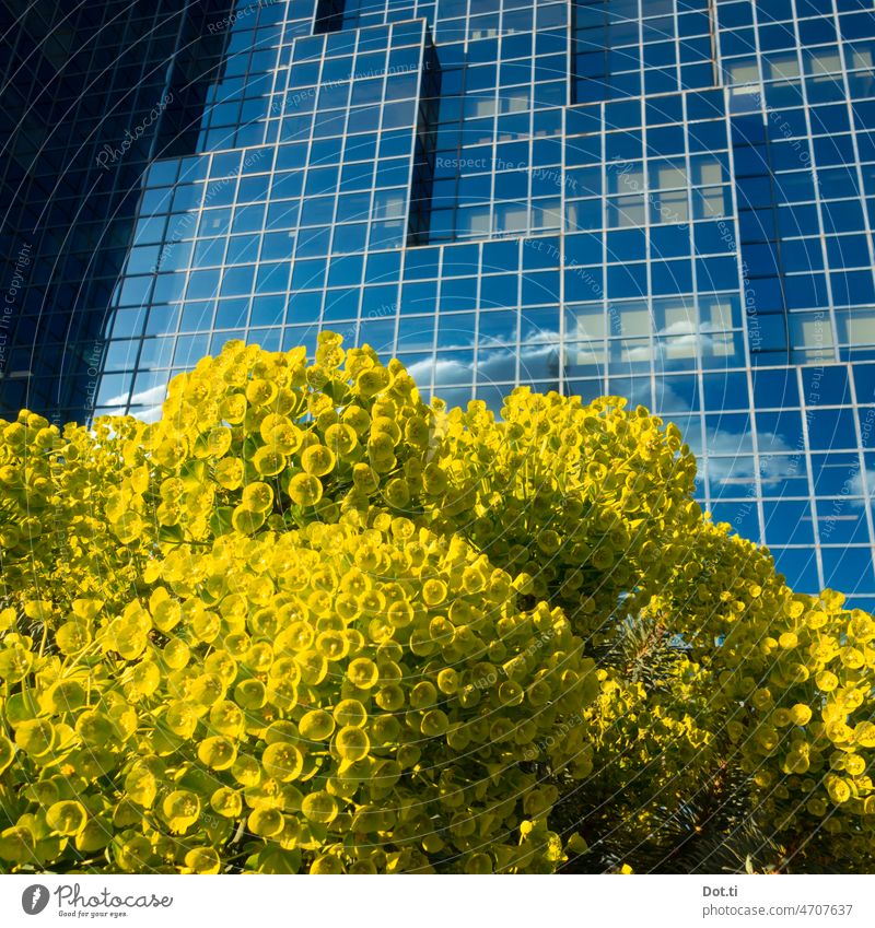 blue yellow facade flowers Blue Yellow Facade Glas facade High-rise Window Glass front Flowering plant blossom Lush Architecture Building Reflection Modern
