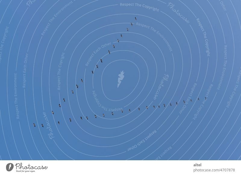 Migratory birds form a V in the firmament / bird V / bird migration of cranes in the spring Spring Sky Bird Blue sky South Cranes Experiencing nature Nature