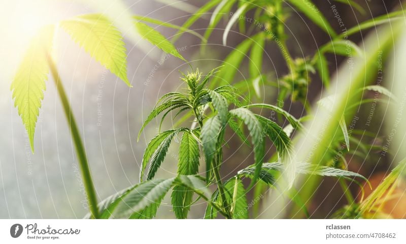 Blooming Marijuana plant with early white Flowers, cannabis sativa leaves, marihuana background leaf marijuana cbd oil hemp sunlight health medical farm