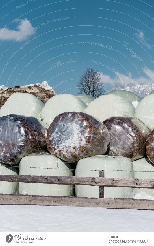 Silo bales, wrapped in different foils. In winter landscape. silo bales silage stockpiling Feed Cattle feed Fence Round Winter Agriculture slides Transparent