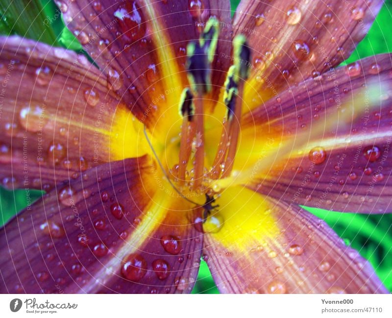 lily Lily Violet Yellow Close-up Rain bluzme Garden Macro (Extreme close-up) Drops of water