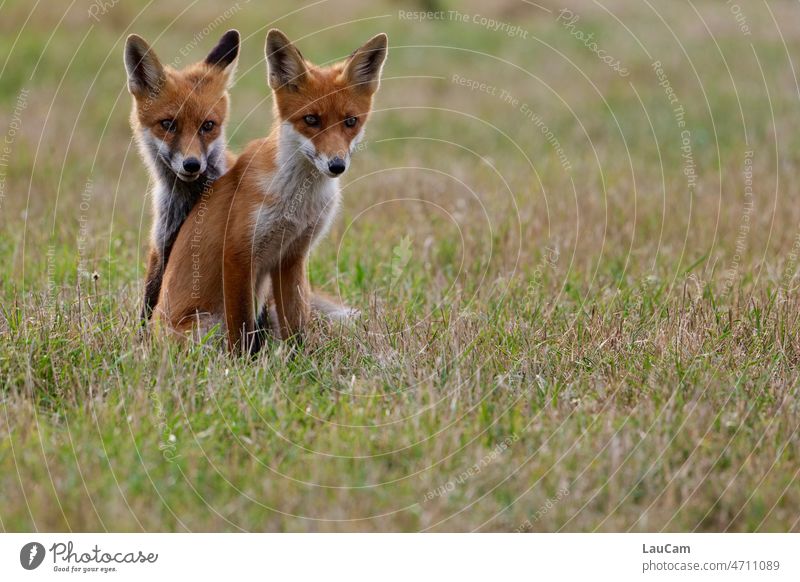 Twice as smart - two young foxes explore the world Foxes Animal Nature Wild animal Mammal young animal Pelt Animal portrait Cute smart as a fox animal world