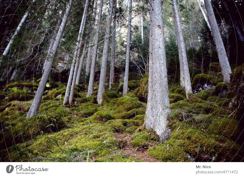 LOVE THE FOREST Forest Nature Tree Green Moss Mountain Landscape Hill hike Woodground Environment trees Plant naturally Hiking Forest walk Forest atmosphere