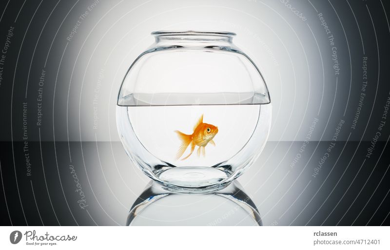 Goldfish in a fishbowl goldfish water glass lonely loser splash white animal apartment aquaristics aquarium auratus breed bully captivity carassius carp