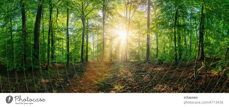 Forest panorama at sunrise forest tree background nature green spring magic sunlight banner park scenery sunny wood beech trunk summer outdoor europe wallpaper