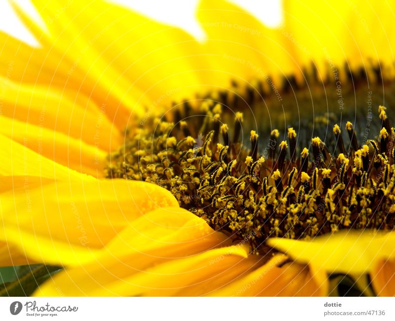 Sunflower No.1 Yellow Near Summer Macro (Extreme close-up) Pollen