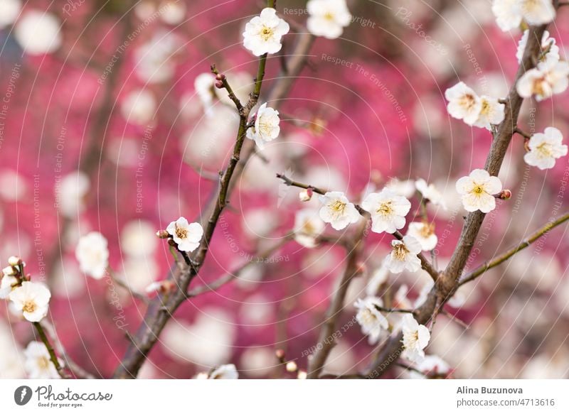 White flowers on light blue background with green leaves and bokeh