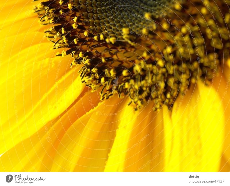 Sunflower No.2 Yellow Near Summer Macro (Extreme close-up) Pollen
