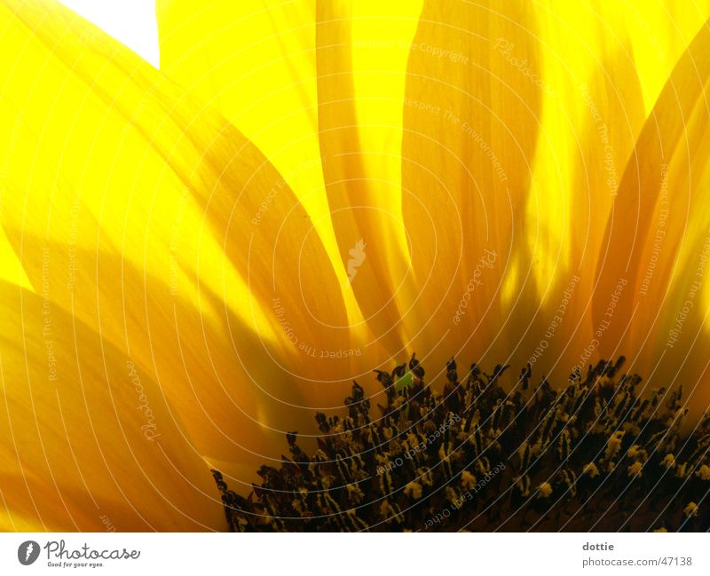 Sunflower No.3 Yellow Near Summer Macro (Extreme close-up) Pollen