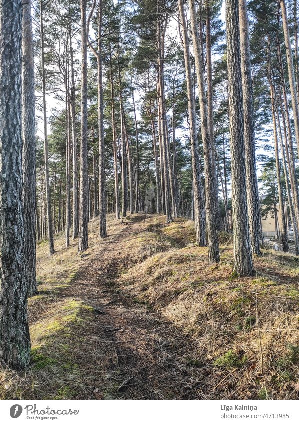 Path less traveled in woods trees Hiking Relaxation Nature Forest forest path Landscape Tree off To go for a walk Footpath Woodground Environment Lanes & trails