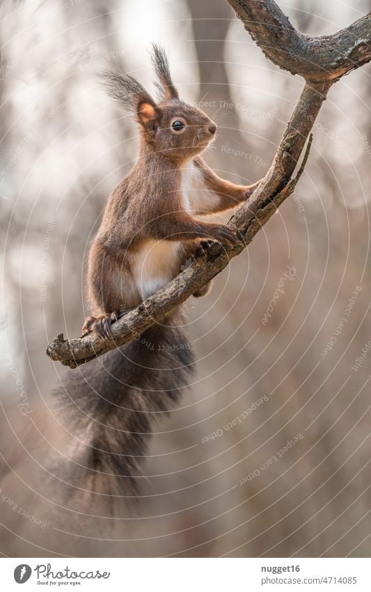 Squirrel sitting on branch Animal Nature Cute Pelt Wild animal Rodent Brown Exterior shot Colour photo Small Animal portrait Day Deserted 1 Curiosity