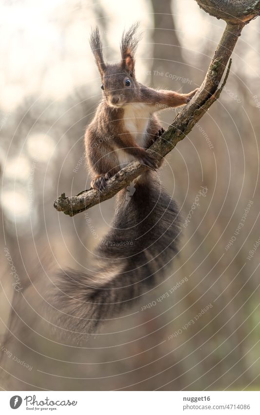 Squirrel sitting on branch Nature Animal Cute Pelt Wild animal Rodent Brown Exterior shot Colour photo Small Animal portrait Day Deserted 1 Curiosity